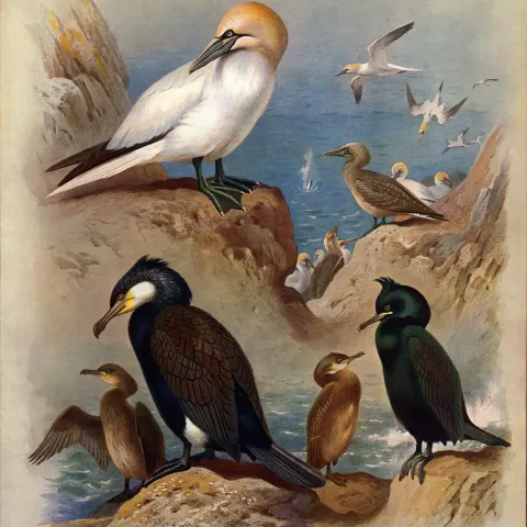 Thorburn Antique Scarce 2nd Edition Bird Print Cormorant & Gannet-39