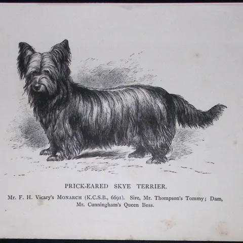 Prick-Eared Skye Terrier British Dogs by Hugh Dalziel 1889 Antique Book Plate-60