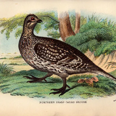Northern Sharp Tailed Grouse 1896 WR Ogilvie Grant Print.