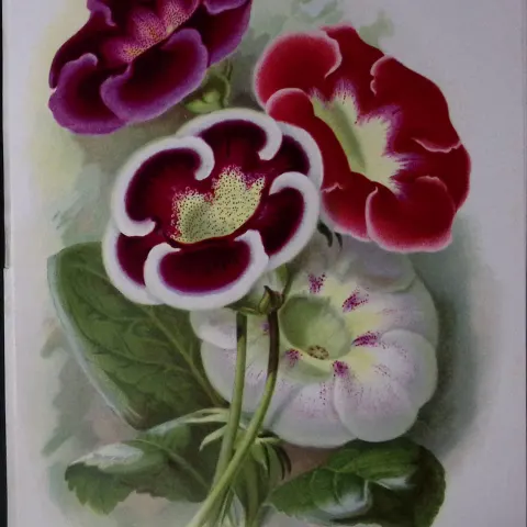 Gloxinias Flowers Antique Edwardian Robert Thompson Print-14