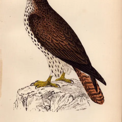 Honey Buzzard Rev Morris Antique 1888 History of British Birds Engraving-5.