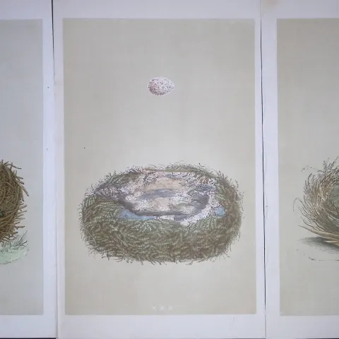 Job-Lot Bird Nests Great, Bearded Tit, & Yellow Hammer Rev Morris Antique Engravings-5