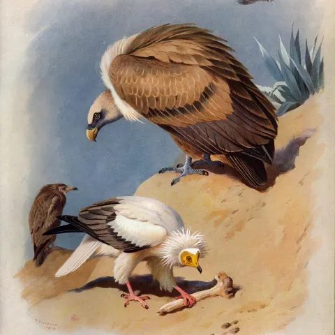 Thorburn Antique Scarce 1st Edition Large Bird Print the Vulture-29.