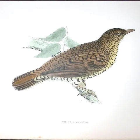 White Thrush Rev Morris Antique History of British Birds 130 Years-Old Engraving-90