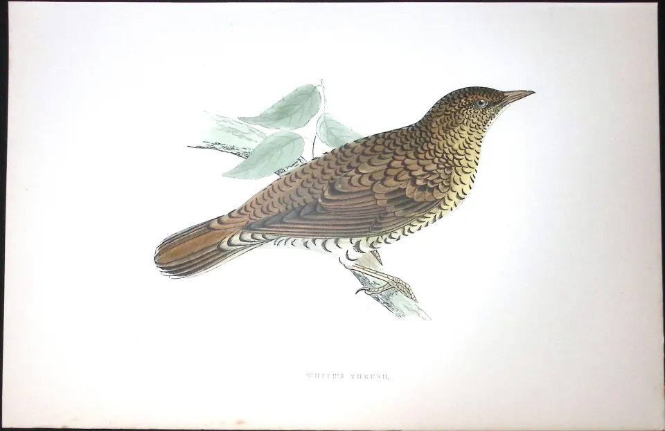 White Thrush Rev Morris Antique History of British Birds 130 Years-Old Engraving-90