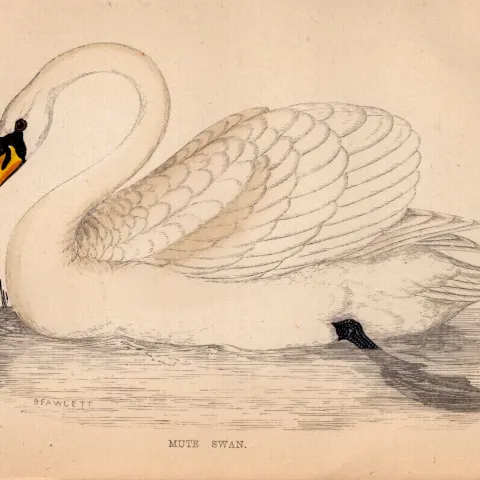 Mute Swan Rev Morris Antique 1888 History of British Birds Engraving-22.
