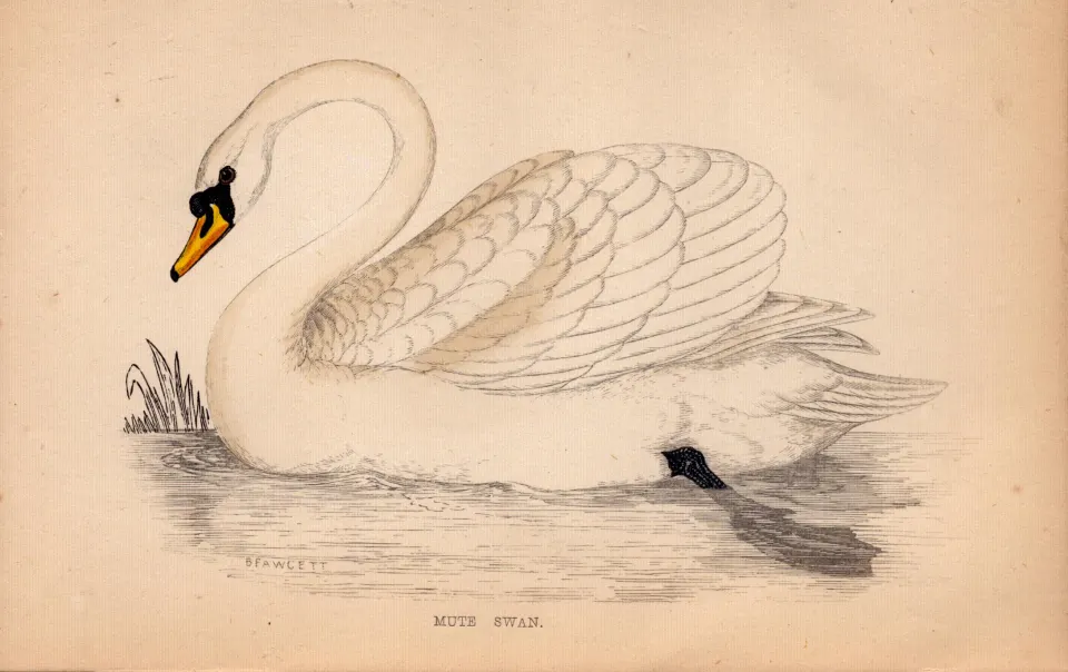 Mute Swan Rev Morris Antique 1888 History of British Birds Engraving-22.