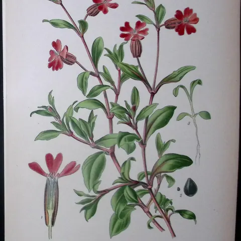 Drooping Catchfly Edward Step Rare Antique Botanical Book Plate-40