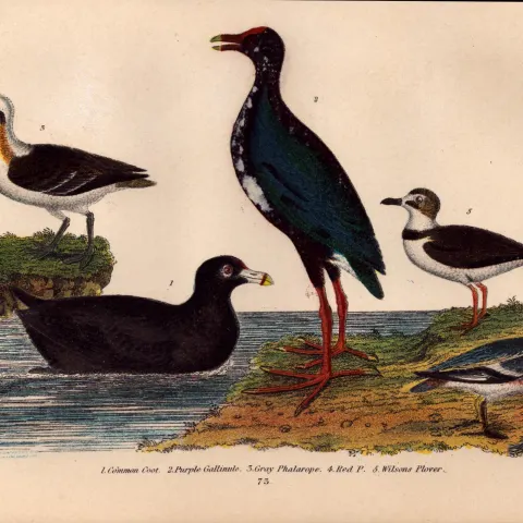 Alexander Wilson Rare American Birds Coot, Purple Gallinule, Phalarope, Plover-73.