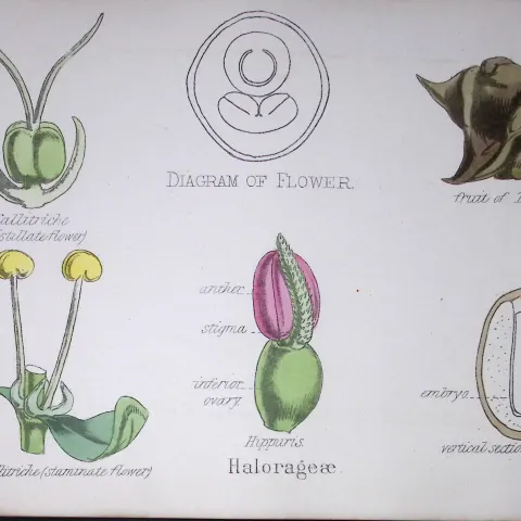 Water Milfoils Botanical Flower Diagram Rare Antique First Edition Illustration-37