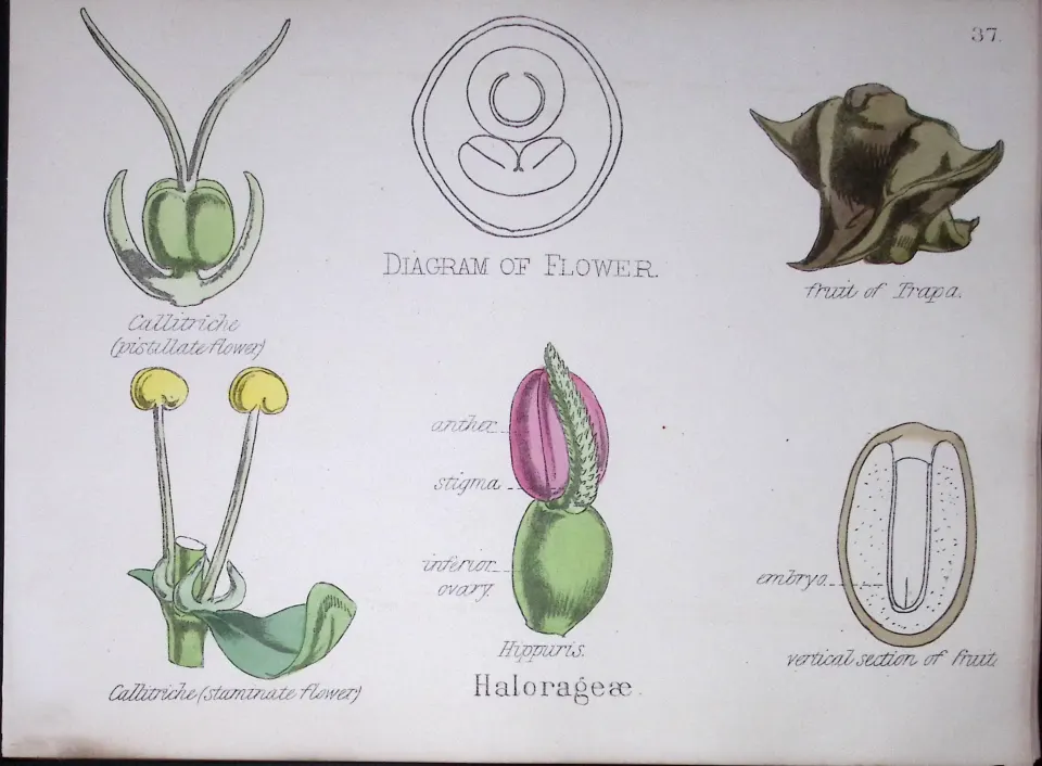 Water Milfoils Botanical Flower Diagram Rare Antique First Edition Illustration-37