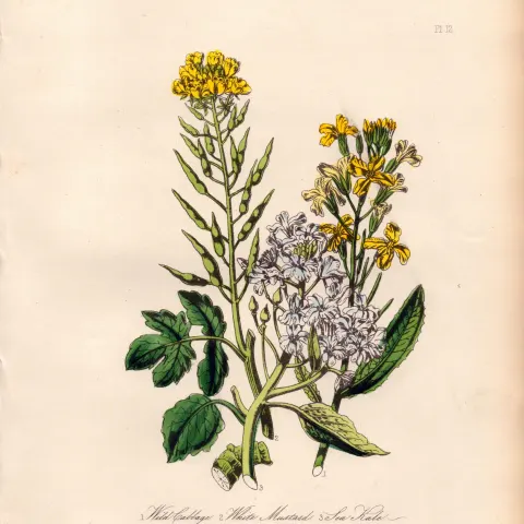 Rare 165-Yr-Old Antique Wildflower Gilt-Edged Illustration Jane Webb Loudon -12.