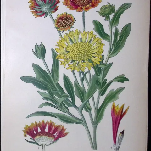 Indian Blanket Edward Step Rare Antique Botanical Book Plate-145