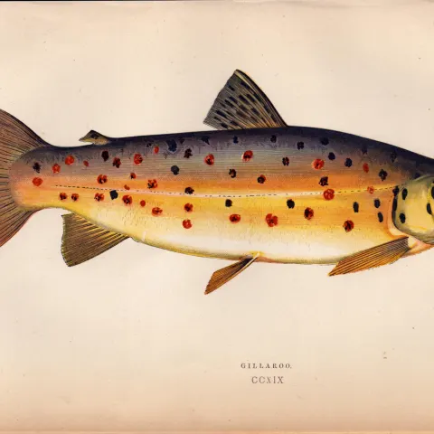 Gillaroo Antique Trout Johnathan Couch Coloured Fish Engraving.