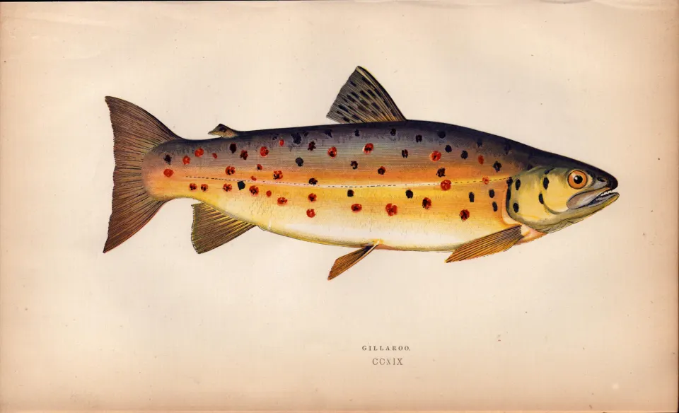 Gillaroo Antique Trout Johnathan Couch Coloured Fish Engraving.
