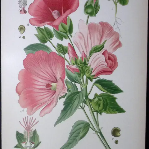 Large Flowered Malope Edward Step Rare Antique Botanical Book Plate-47