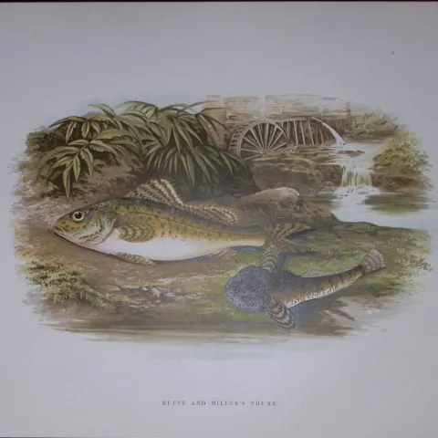 Ruffe & Millar’s Thumb Rev Houghton British Freshwater Fish 1879 Scarce Engraving-40
