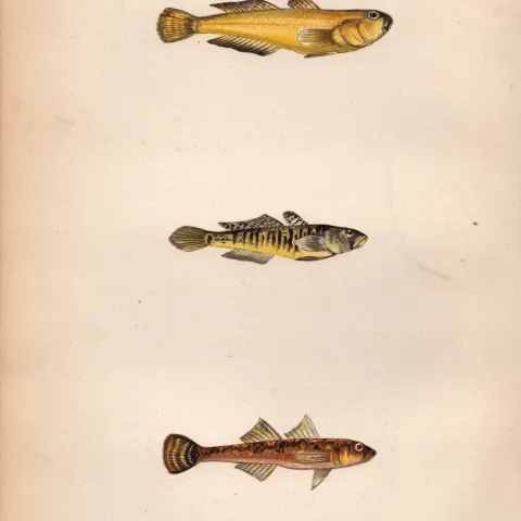Yellow, Little, 2  Spotted Goby Antique Johnathan Couch Fish Engraving.