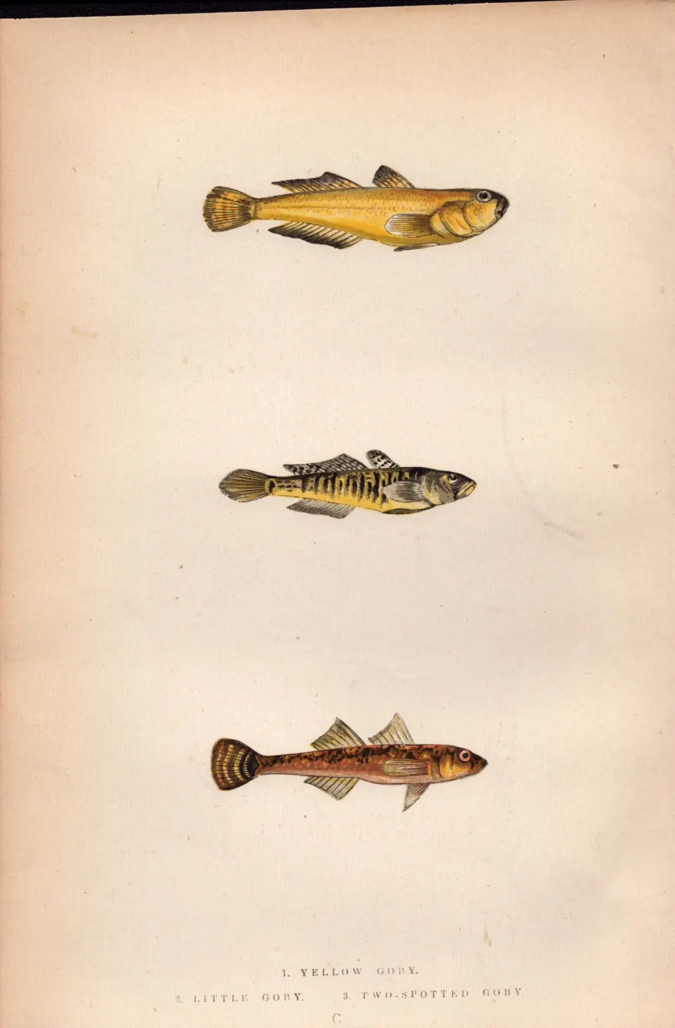 Yellow, Little, 2  Spotted Goby Antique Johnathan Couch Fish Engraving.