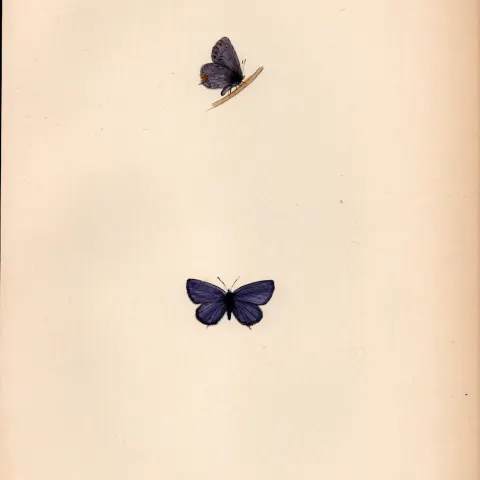 Small Tailed Blue Hand Coloured Antique Butterfly Plate Rev Morris-168.