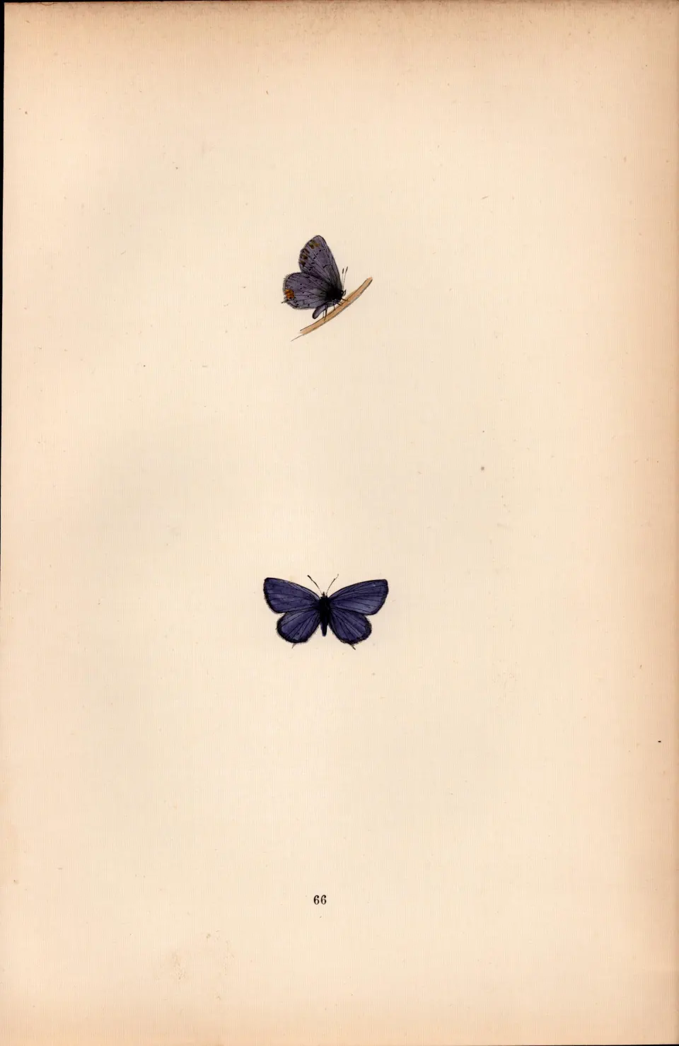 Small Tailed Blue Hand Coloured Antique Butterfly Plate Rev Morris-168.