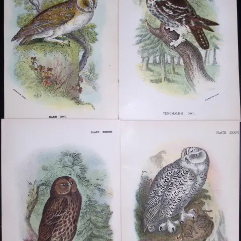 Job-Lot Lloyds Birds Barn, Tengmalm, Tawny, Snowy Owl 130 Yrs-Old Antique Engravings-5