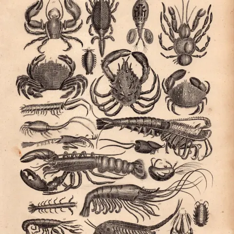 Crabs, Lobsters, Shrimps 35 Species Antique Oliver Goldsmith Engraving.