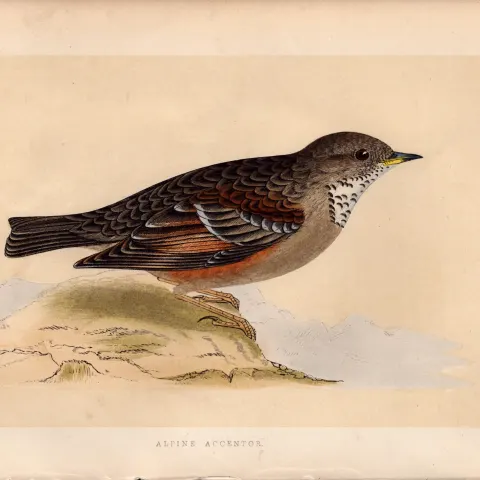 Alpine Accentor  Rev Morris Antique History of British Birds Engraving.