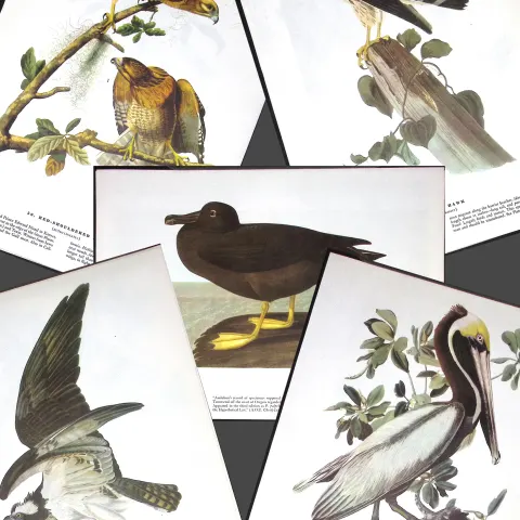 Job-Lot John James Audubon Birds of America 72-Year-Old Coloured Book Plates-21