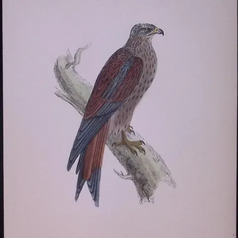 Kite Rev Morris Antique History of British Birds 130 Years-Old Engraving-17
