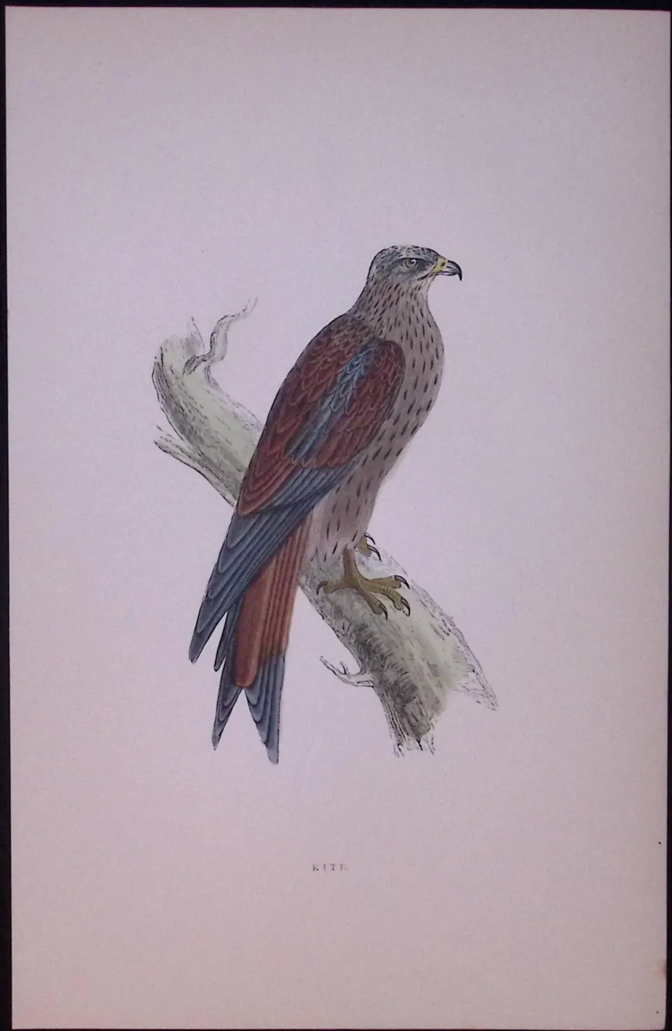 Kite Rev Morris Antique History of British Birds 130 Years-Old Engraving-17