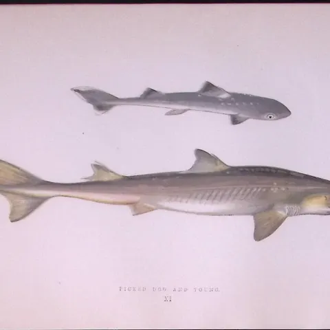 Pickled Dog Shark Scarce Antique 1877 J. Couch Woodblock Engraving-7