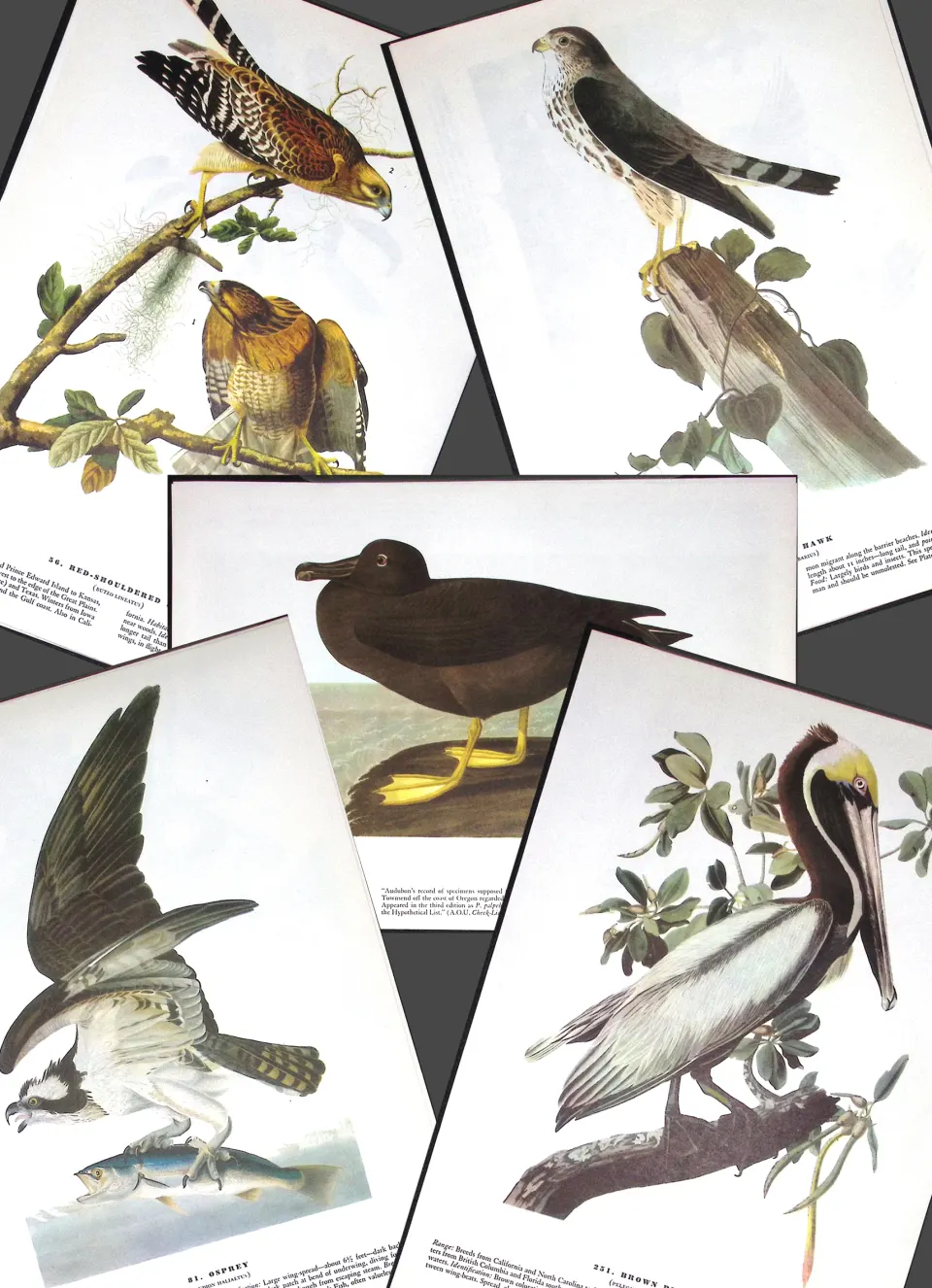 Job-Lot John James Audubon Birds of America 72-Year-Old Coloured Book Plates-21