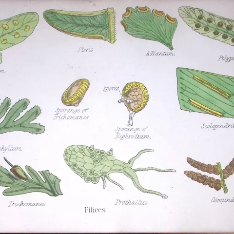 The Fern Family Botanical Flower Diagram Rare Antique First Edition Illustration-103