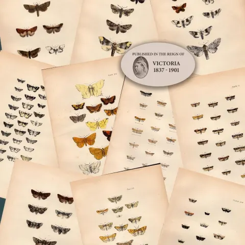 Job Lot Rev Morris British Moths 1896 Antique Hand-Coloured Lithographs -7.