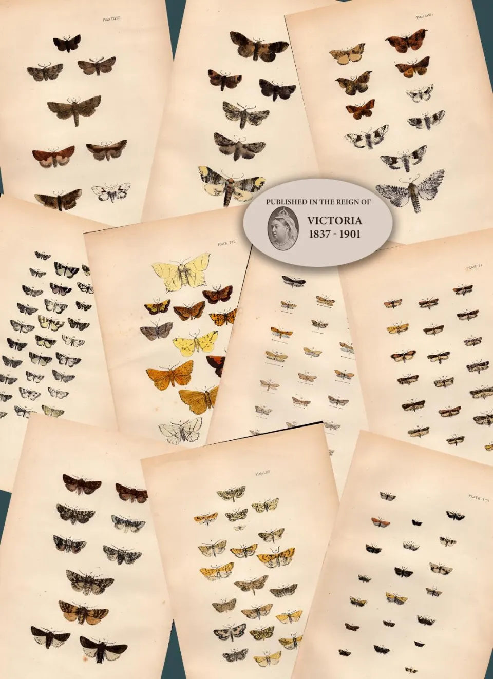 Job Lot Rev Morris British Moths 1896 Antique Hand-Coloured Lithographs -7.