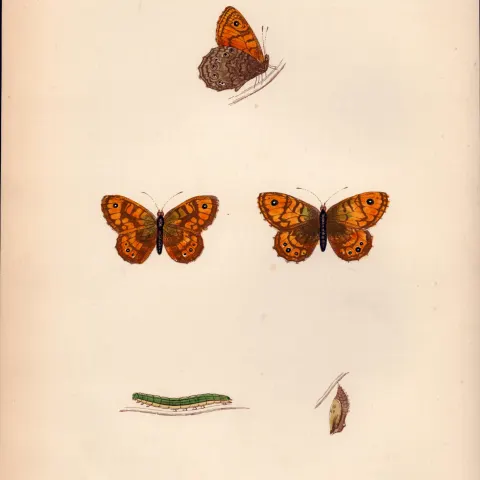 Gate-Keeper Hand Coloured Antique Butterfly Plate Rev Morris-49.