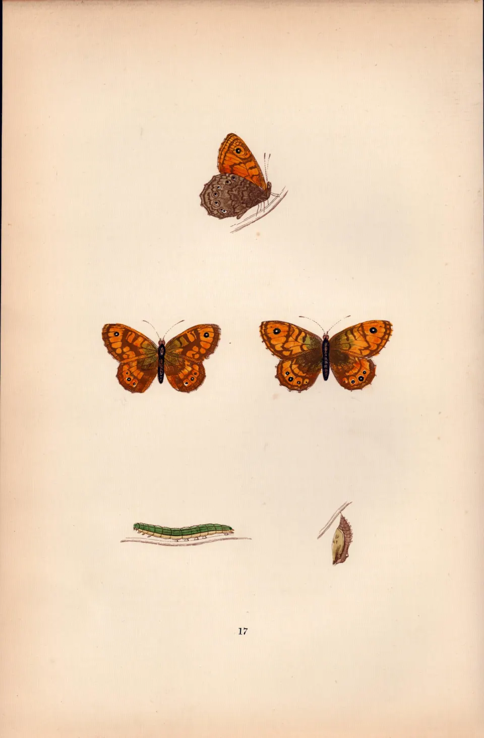 Gate-Keeper Hand Coloured Antique Butterfly Plate Rev Morris-49.