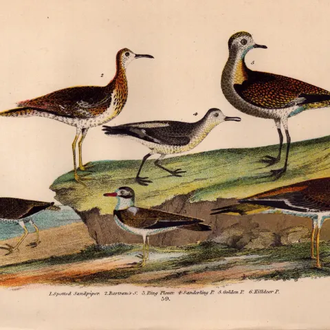 Alexander Wilson Rare American Birds Spotted Sandpiper & Plovers-59.