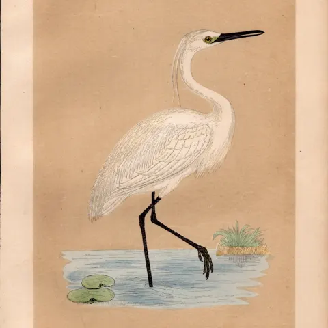 Little Egret Rev Morris Antique History of British Birds Engraving.