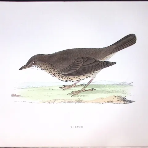Thrush Rev Morris History of British Birds 130 Yrs-Old AntiqueEngraving-89