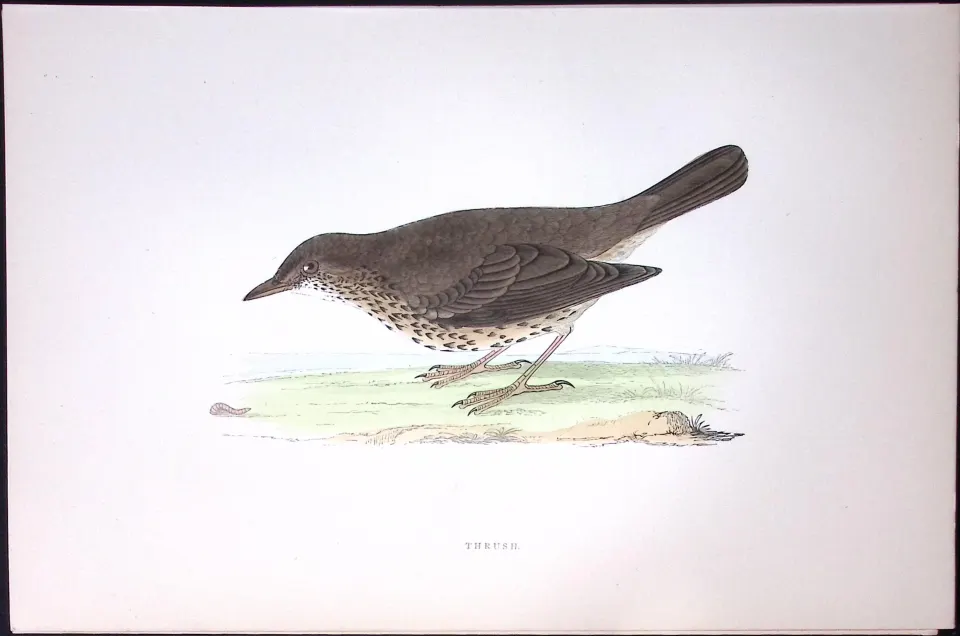 Thrush Rev Morris History of British Birds 130 Yrs-Old AntiqueEngraving-89