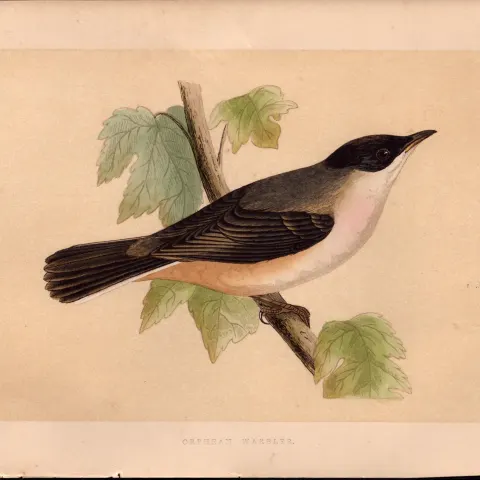 Orphean Warbler Rev Morris Antique History of British Birds Engraving.