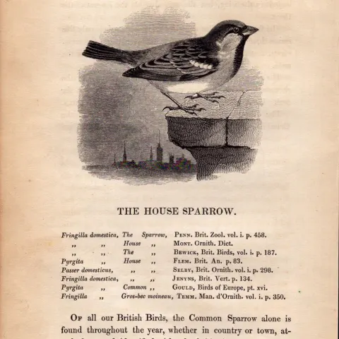 The House Sparrow 1843 Victorian  Antique Bird Print  William Yarrell.