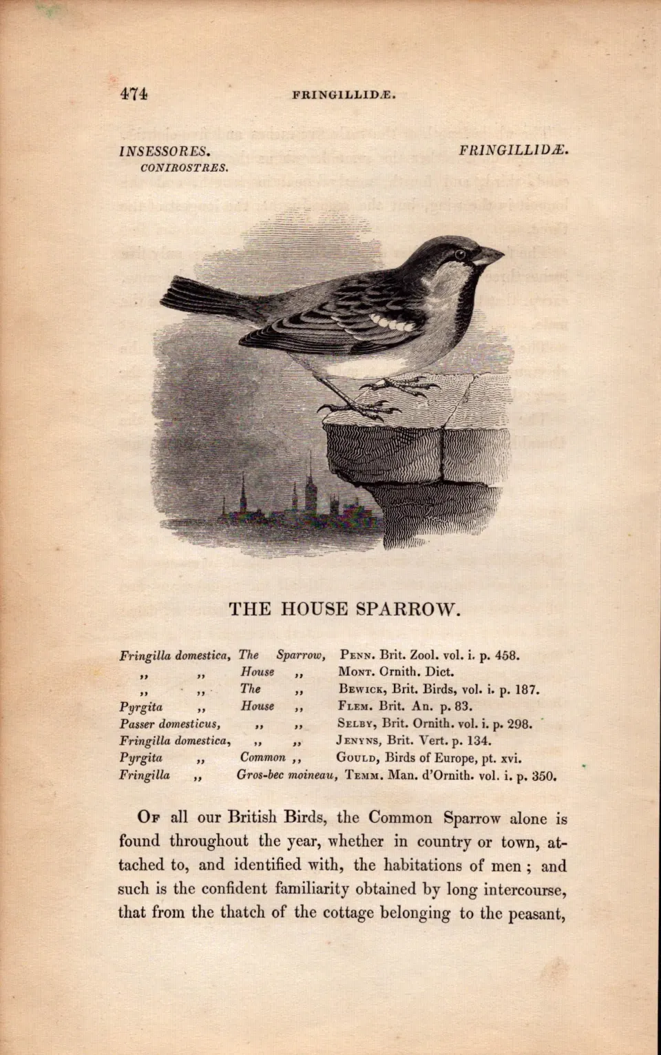 The House Sparrow 1843 Victorian  Antique Bird Print  William Yarrell.
