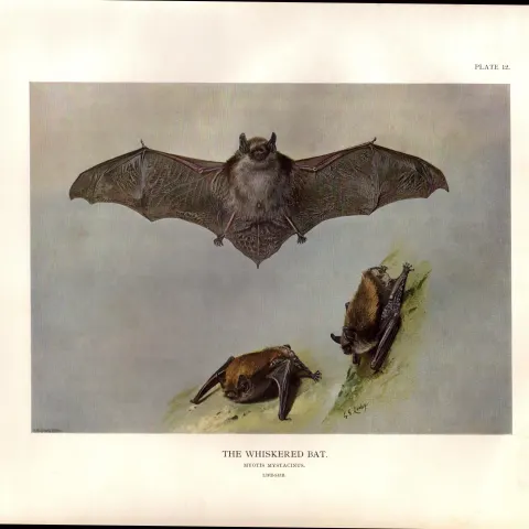 The Whiskered Bat Rare Limited-Edition  J.G.Millais Coloured Antique Print-58.