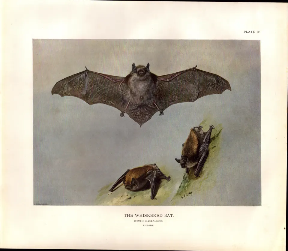 The Whiskered Bat Rare Limited-Edition  J.G.Millais Coloured Antique Print-58.