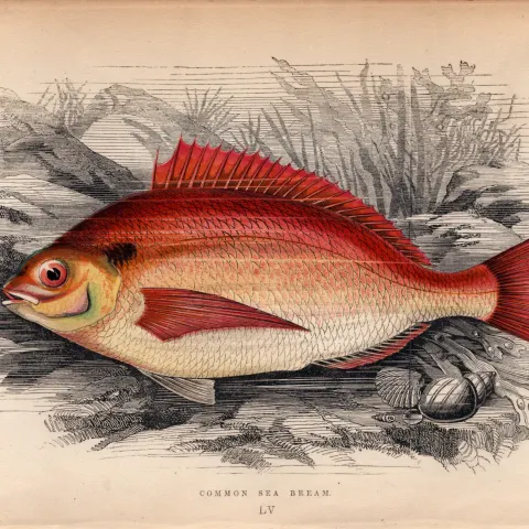 Common Sea Bream 1869 Antique Johnathan Couch Coloured Engraving.
