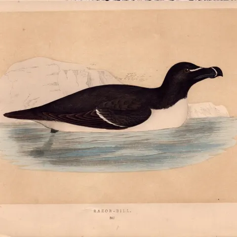 Razor-Bill Rev Morris Antique History of British Birds Engraving.