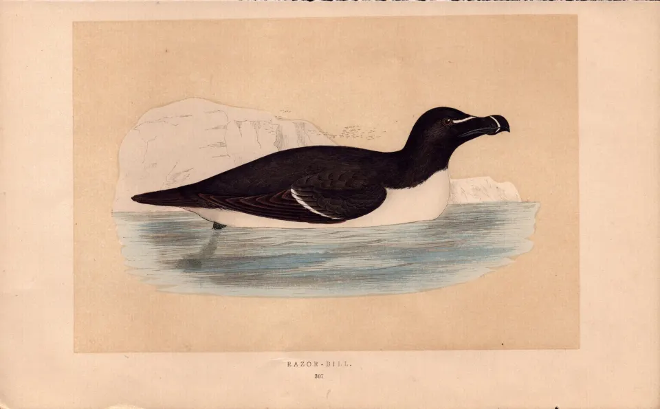 Razor-Bill Rev Morris Antique History of British Birds Engraving.